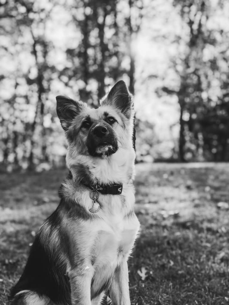 Belly, a German Shepherd Dog and Siberian Husky mix tested with EmbarkVet.com