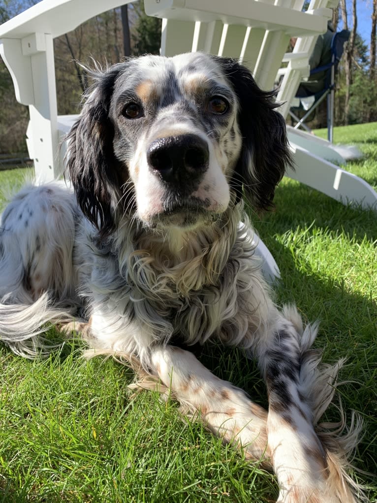 Harper, an English Setter tested with EmbarkVet.com