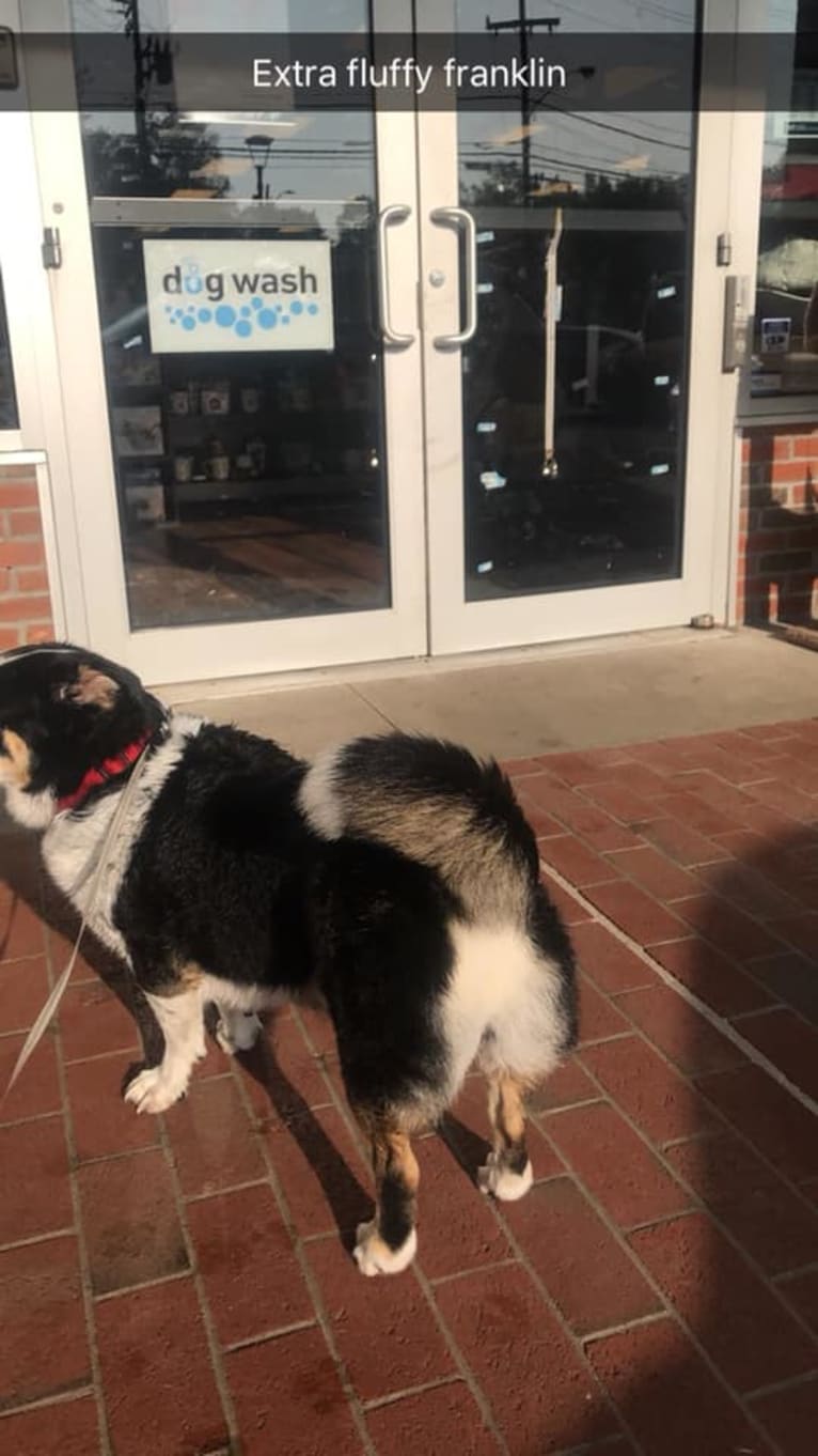 Franklin, a Labrador Retriever and Australian Shepherd mix tested with EmbarkVet.com