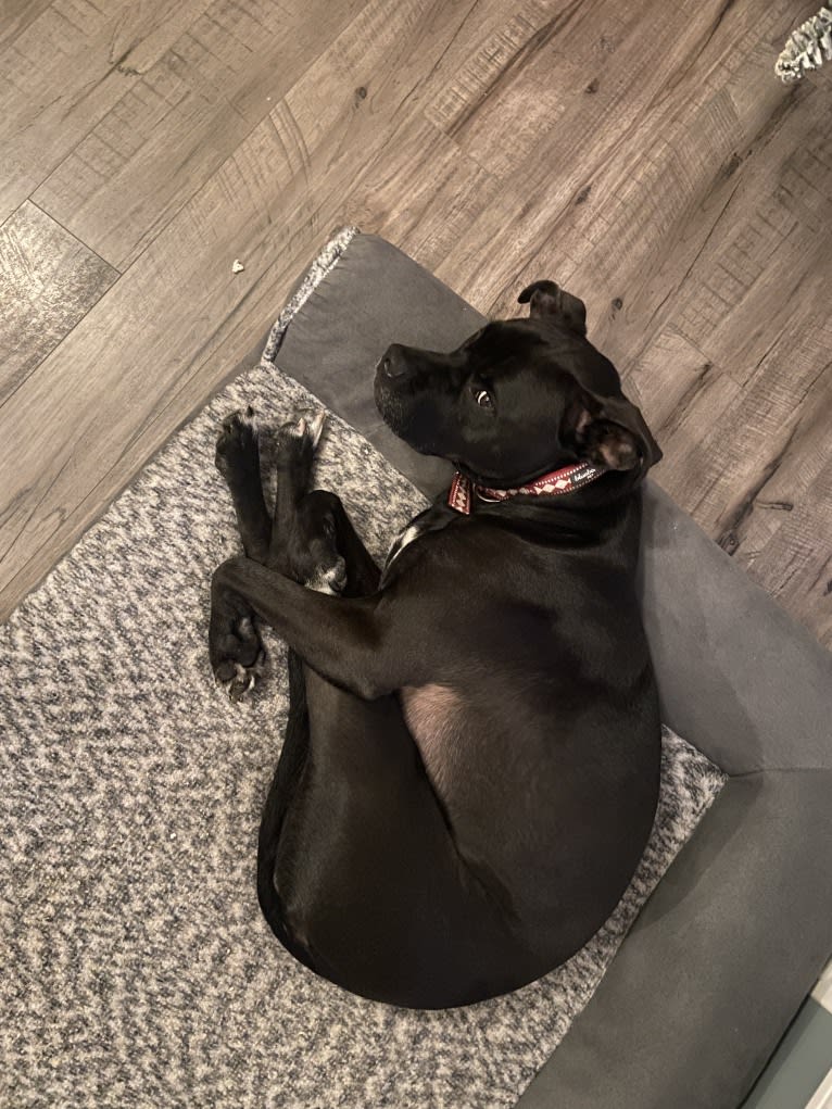 Zhala, a Cane Corso and American Pit Bull Terrier mix tested with EmbarkVet.com