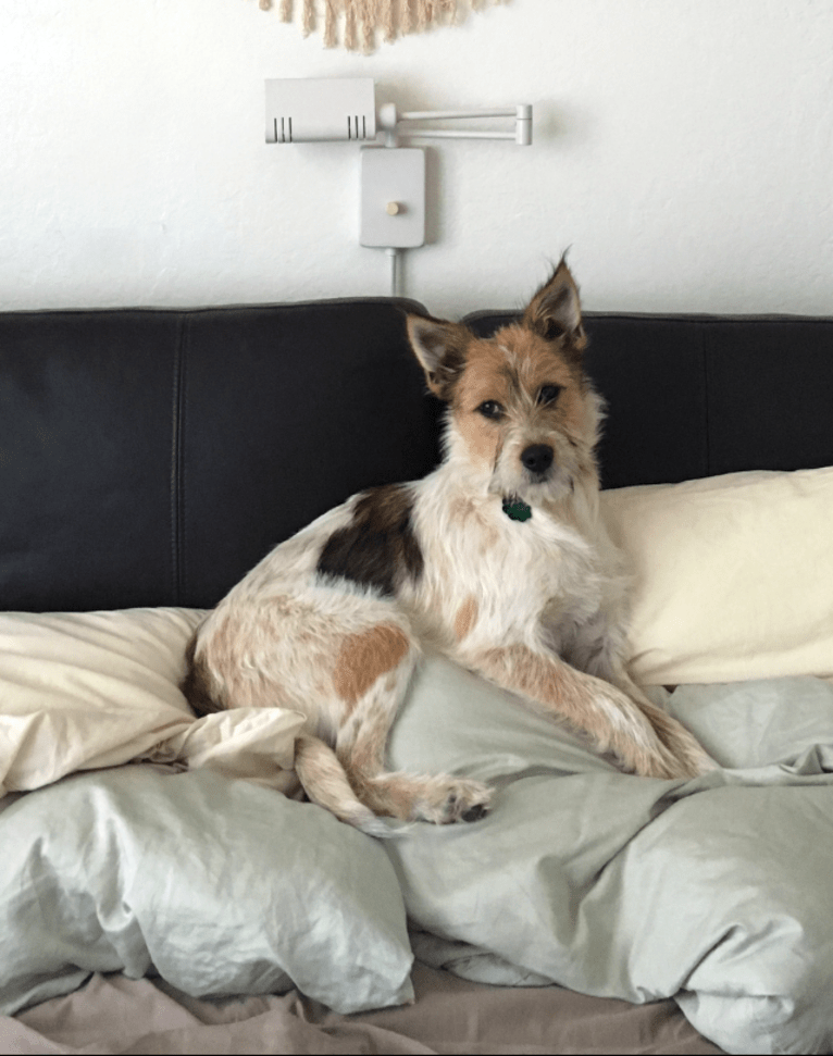 Fela Jean, a Border Collie and Australian Cattle Dog mix tested with EmbarkVet.com