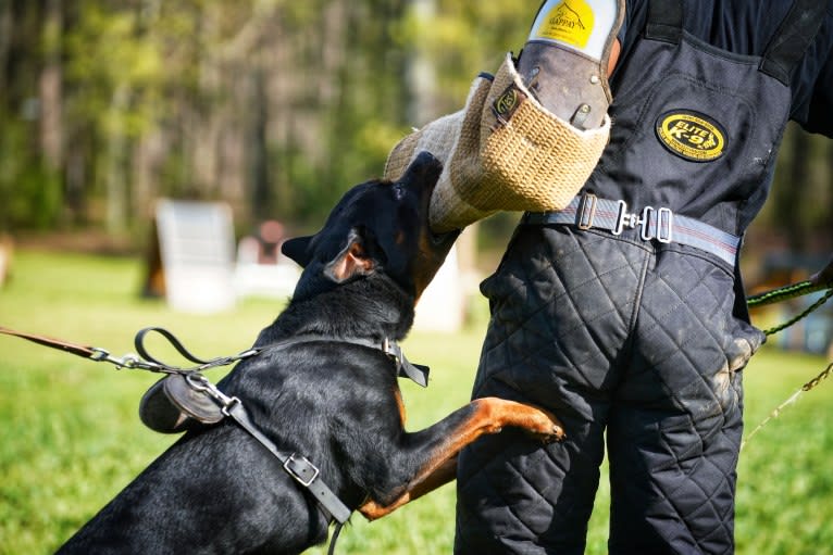 Sirius, a Rottweiler tested with EmbarkVet.com