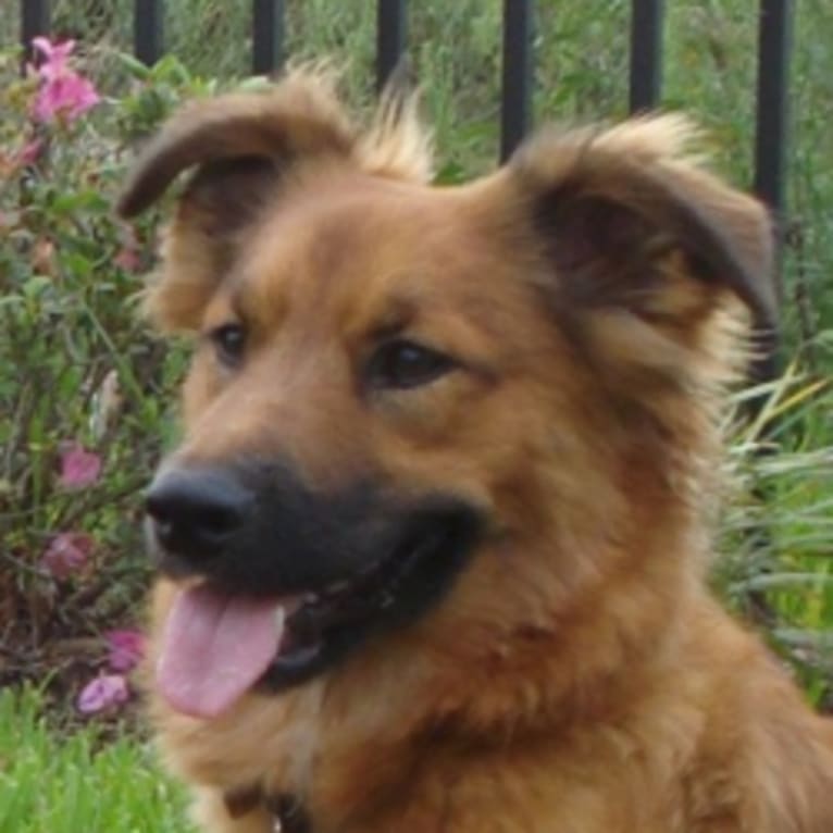Ginger, an Australian Shepherd and Australian Cattle Dog mix tested with EmbarkVet.com