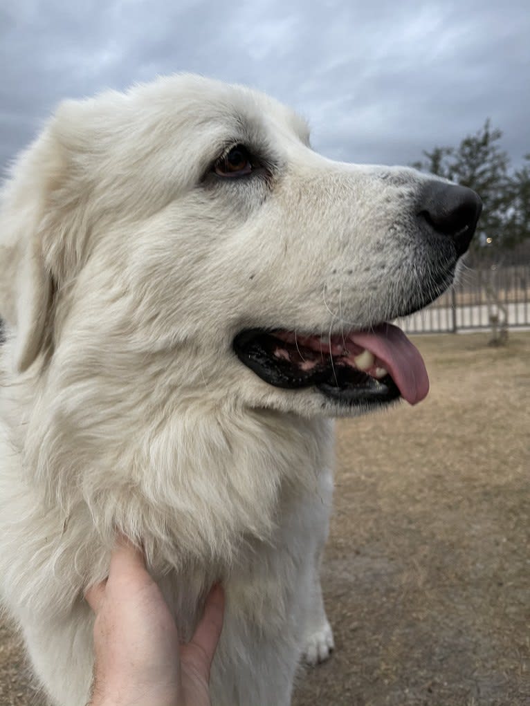 Looney “Chik’in Mini Bandit” Bear, a Great Pyrenees tested with EmbarkVet.com