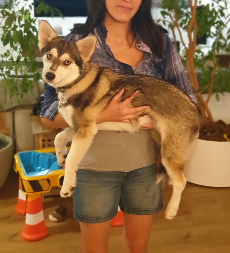 Elany, a Pomsky (10.1% unresolved) tested with EmbarkVet.com