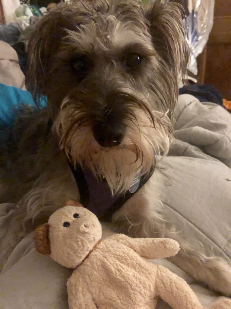 Fallon, a Miniature Schnauzer and Russell-type Terrier mix tested with EmbarkVet.com