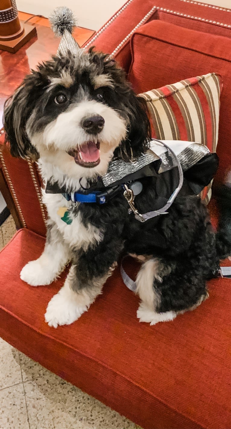 Drake, a Bernese Mountain Dog and Poodle (Small) mix tested with EmbarkVet.com