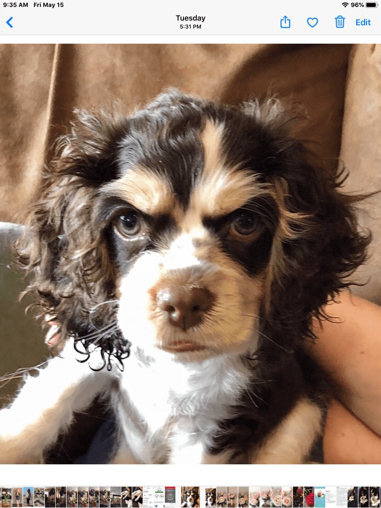 Archie, a Cocker Spaniel tested with EmbarkVet.com