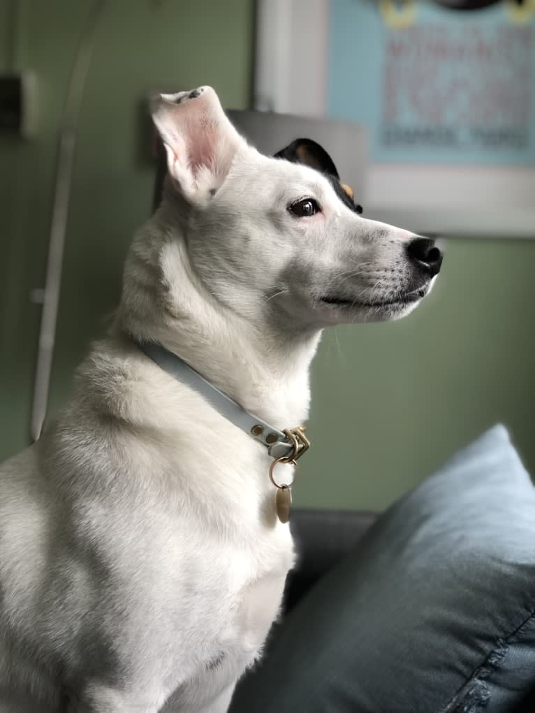 Phoebe, a Russell-type Terrier and Siberian Husky mix tested with EmbarkVet.com