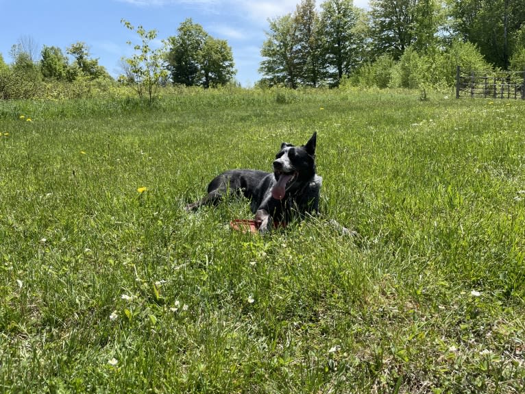 Mist, an Australian Cattle Dog and Australian Shepherd mix tested with EmbarkVet.com