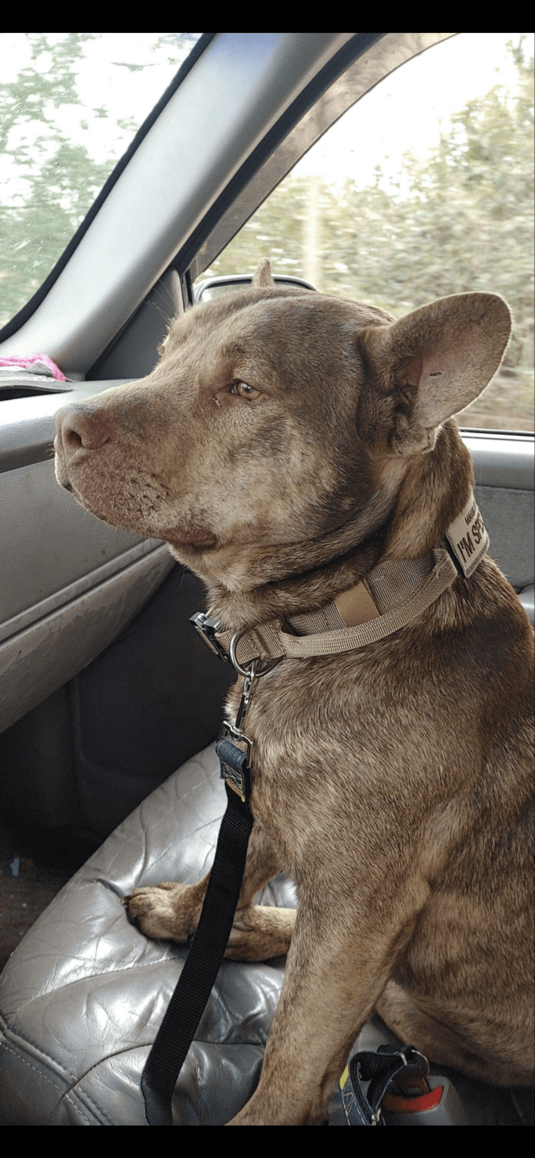 Duke, an American Pit Bull Terrier and Siberian Husky mix tested with EmbarkVet.com