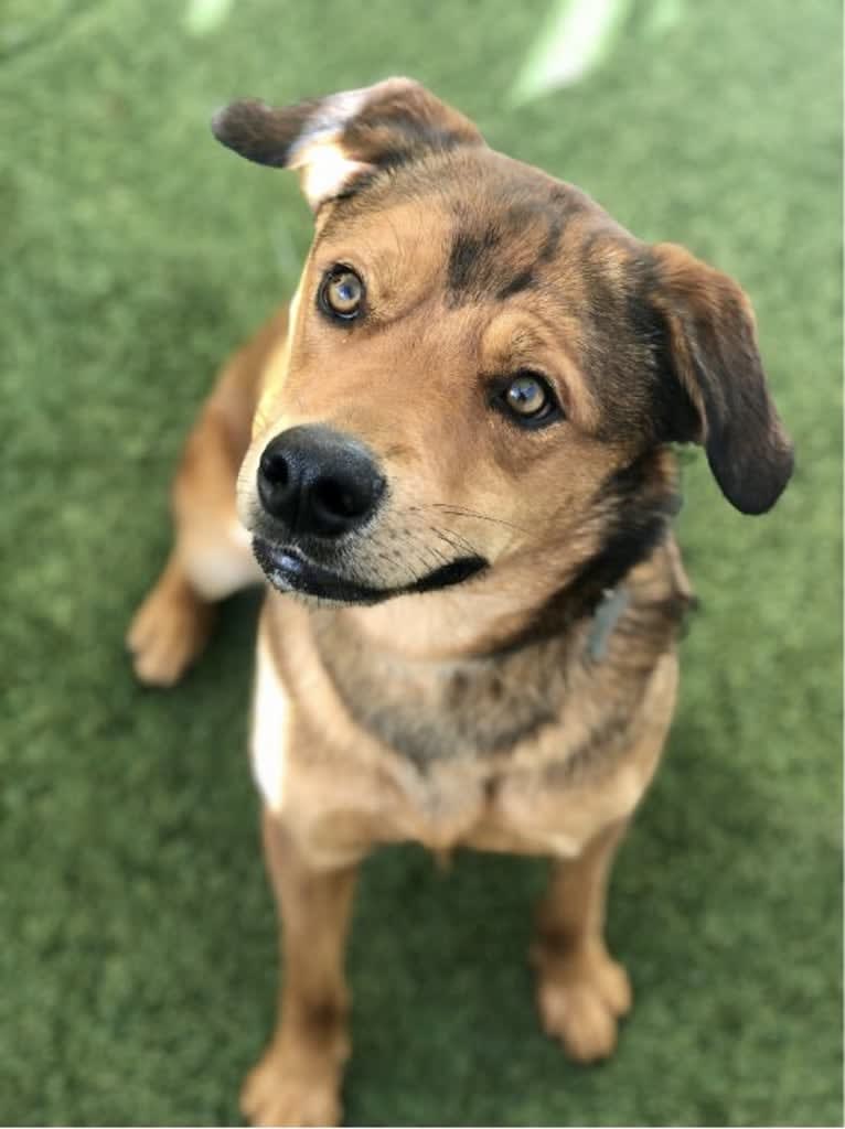 Maui, an American Pit Bull Terrier and Rottweiler mix tested with EmbarkVet.com