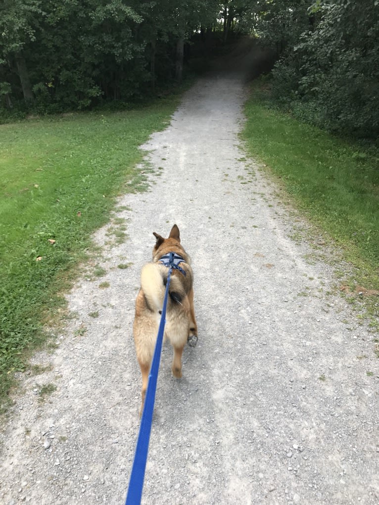 Percy, a Norwegian Elkhound and Australian Cattle Dog mix tested with EmbarkVet.com