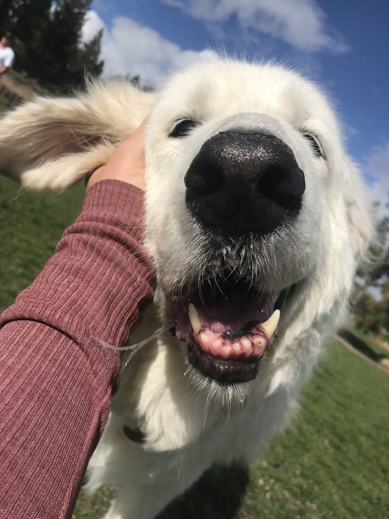 Remmy, a Maremma Sheepdog tested with EmbarkVet.com