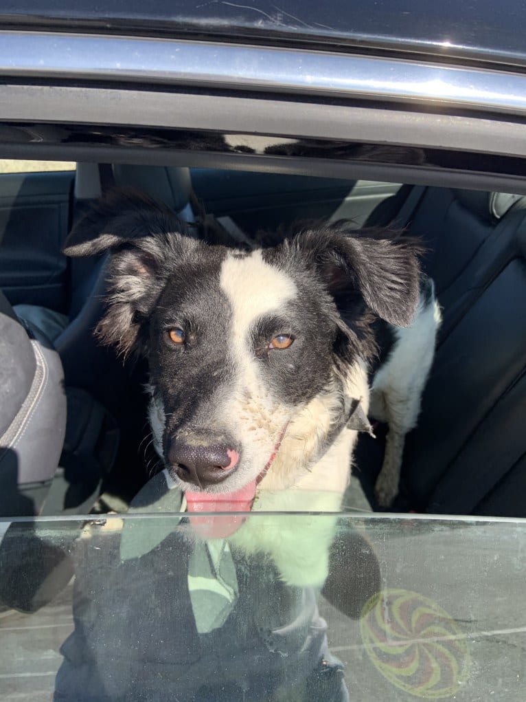 Floyd, a German Shepherd Dog and Australian Cattle Dog mix tested with EmbarkVet.com