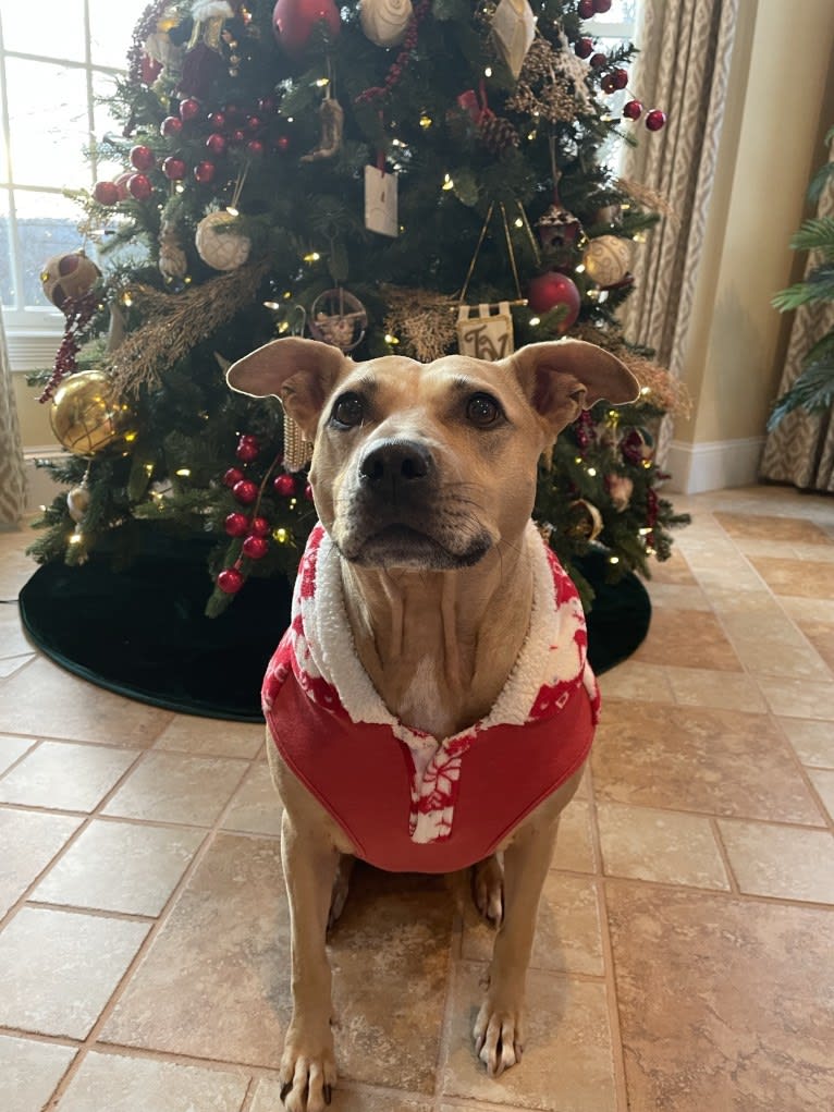 Winnie, an American Pit Bull Terrier tested with EmbarkVet.com