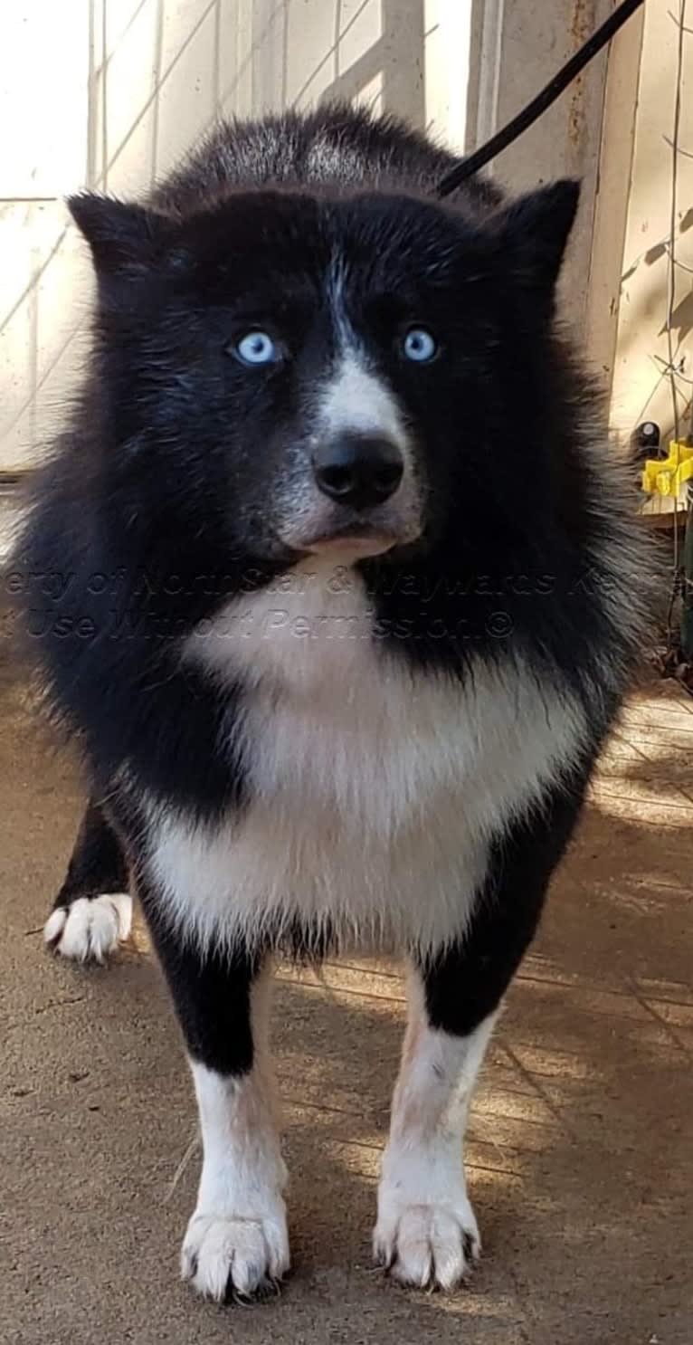 Racer, a Yakutian Laika and Siberian Husky mix tested with EmbarkVet.com