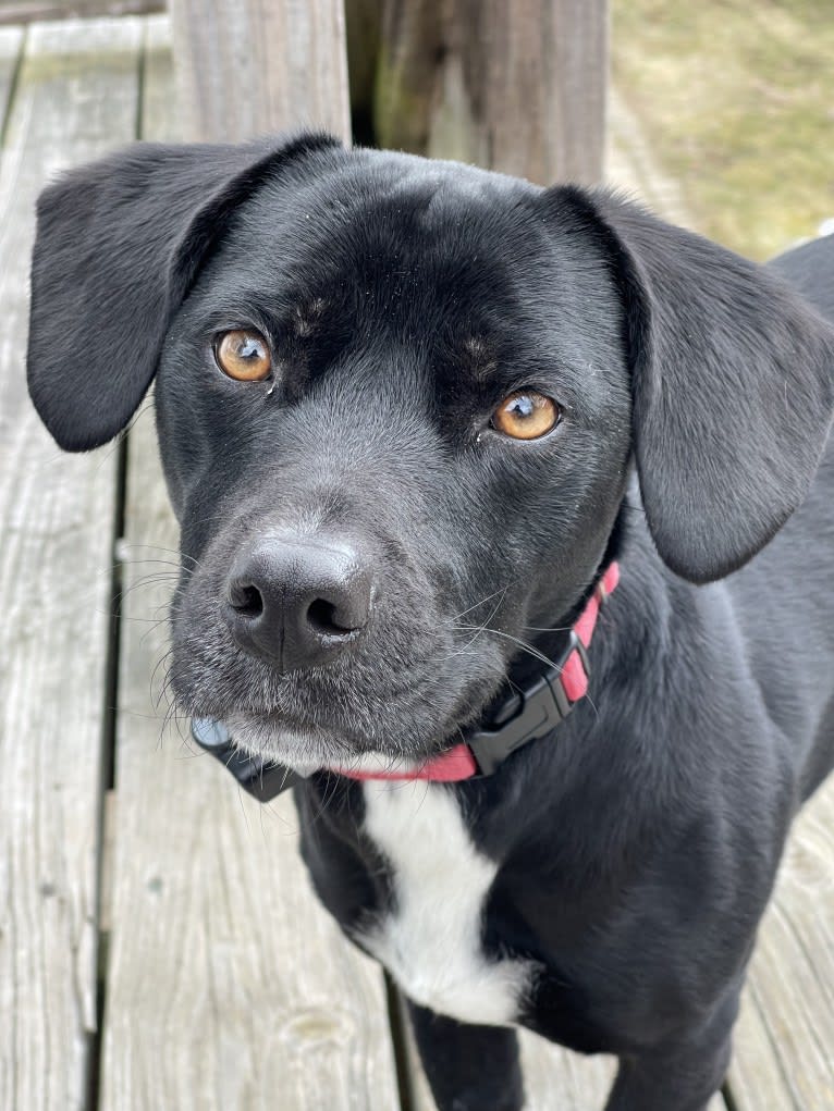 Millie, an American Pit Bull Terrier and Chihuahua mix tested with EmbarkVet.com