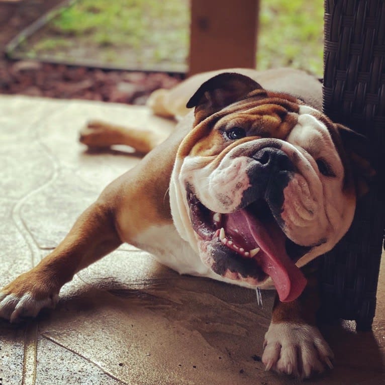 Rocky, a Bulldog tested with EmbarkVet.com