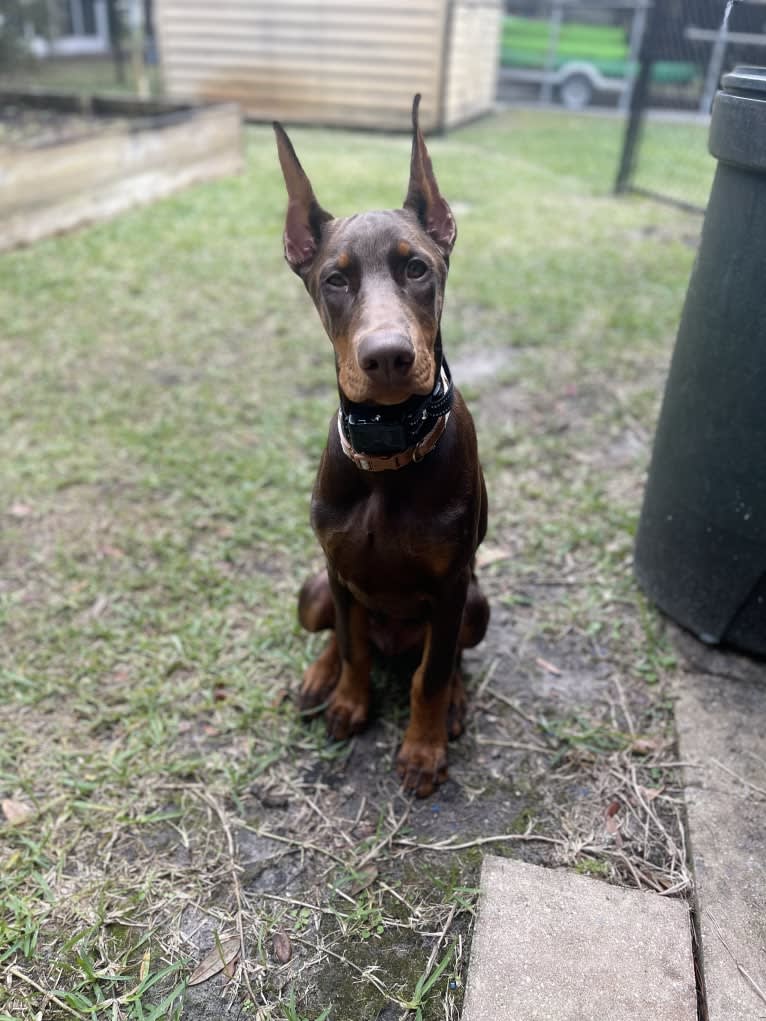 Maverick, a Doberman Pinscher tested with EmbarkVet.com