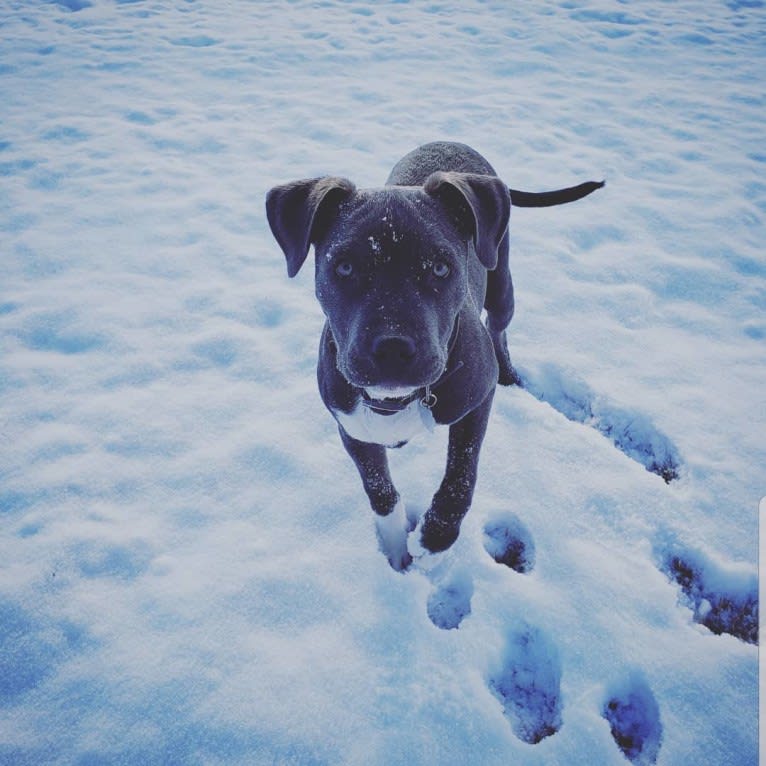 Boo, an American Pit Bull Terrier and American Staffordshire Terrier mix tested with EmbarkVet.com