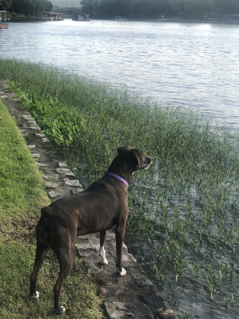 Hannah, a Mountain Cur tested with EmbarkVet.com