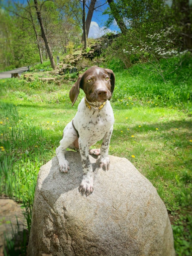 Jack, a German Shorthaired Pointer tested with EmbarkVet.com