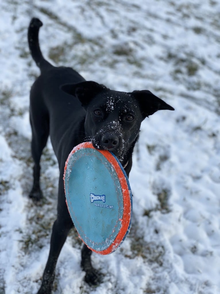 Nala, a Border Collie and American Pit Bull Terrier mix tested with EmbarkVet.com