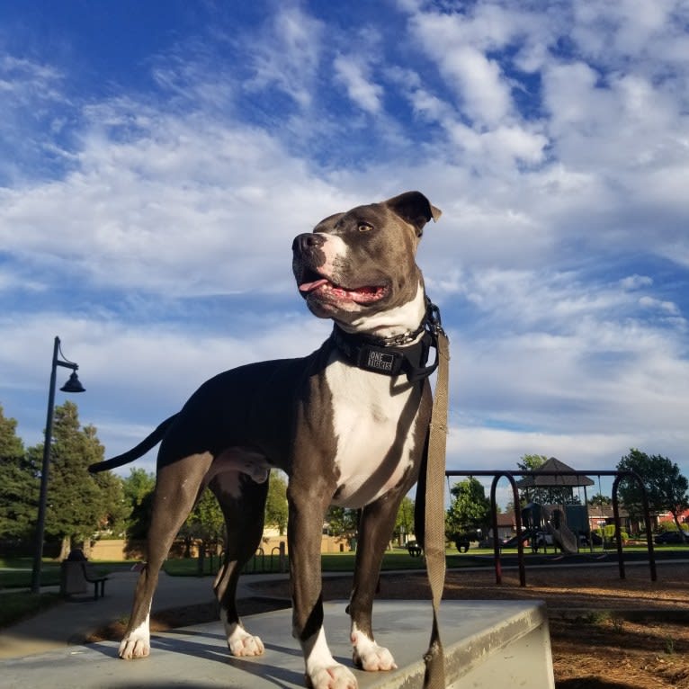 MaSiWei, an American Bully tested with EmbarkVet.com