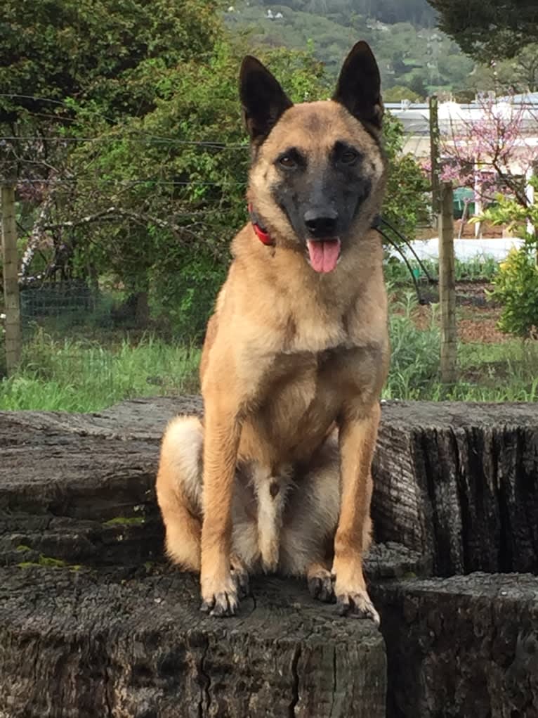 Niko, a Belgian Malinois and German Shepherd Dog mix tested with EmbarkVet.com