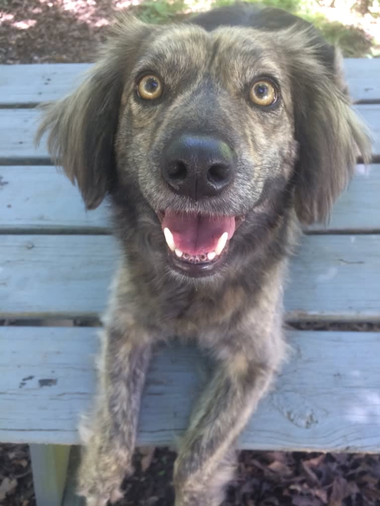 Mama dáy, a Plott and Border Collie mix tested with EmbarkVet.com