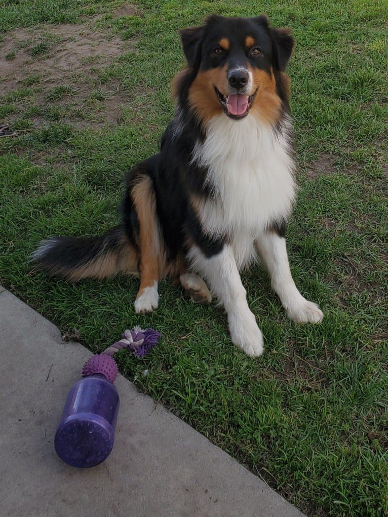 Champ Ice, an Australian Shepherd tested with EmbarkVet.com