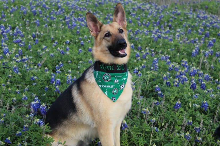 “Elie” Remi Elie’s Rookie Year, a German Shepherd Dog tested with EmbarkVet.com