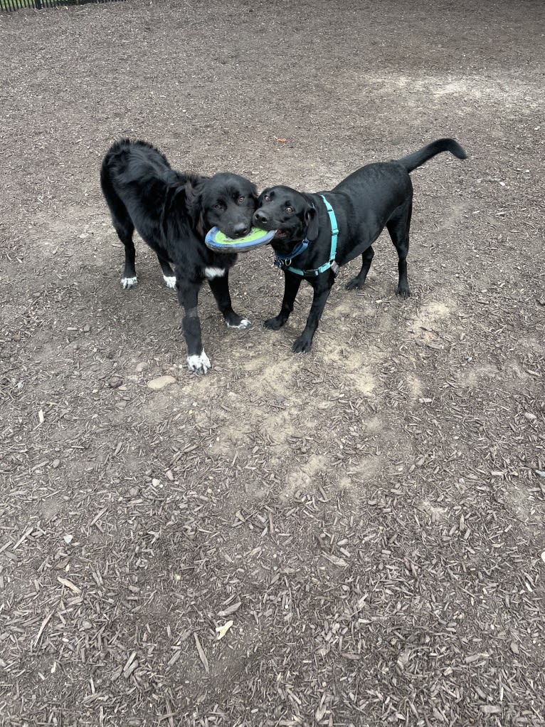 Oliver, a Great Pyrenees and Golden Retriever mix tested with EmbarkVet.com