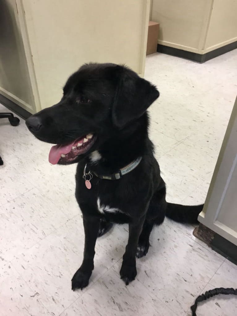 Mago, a Labrador Retriever and Great Pyrenees mix tested with EmbarkVet.com