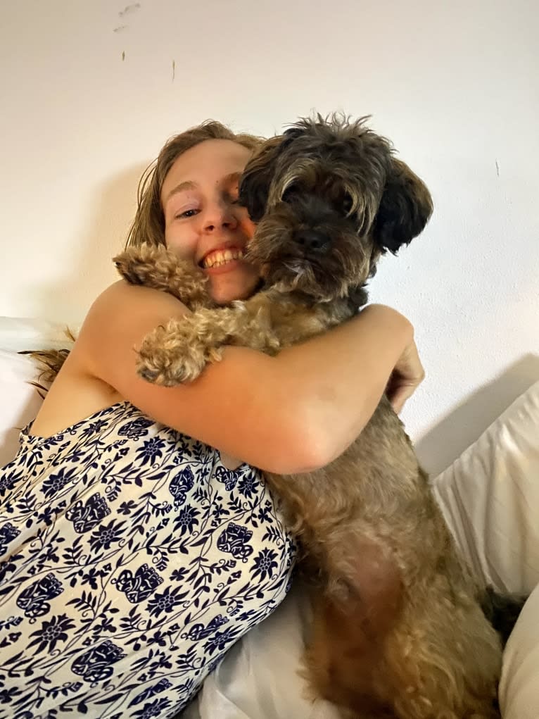 Dakota, a Shihpoo tested with EmbarkVet.com