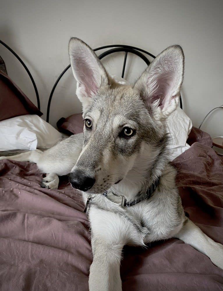 Nimue Qabrielle, a Saarloos Wolfdog tested with EmbarkVet.com