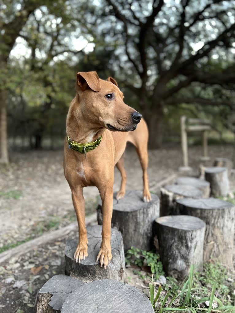 Malakai, an American Pit Bull Terrier and Chow Chow mix tested with EmbarkVet.com