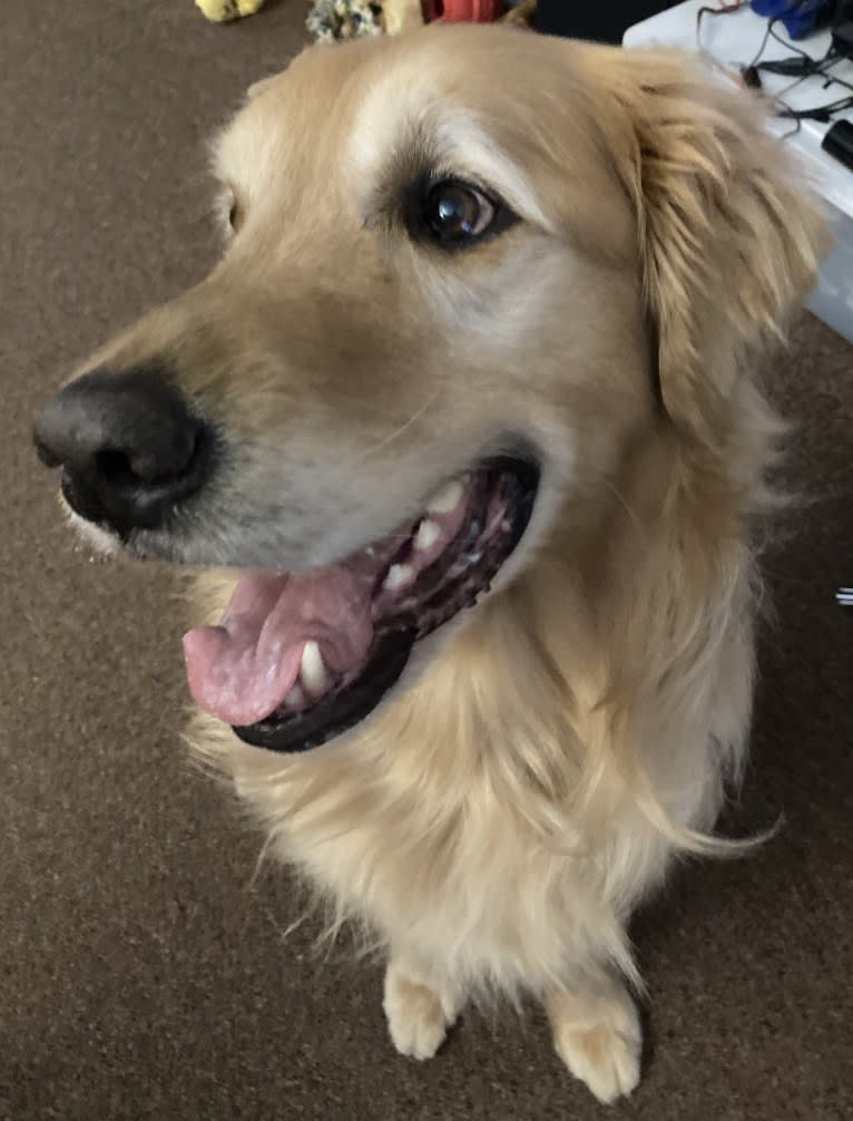 Timber “Gross Manor’s I’ll Be The One You Won’t Forget”, a Golden Retriever tested with EmbarkVet.com