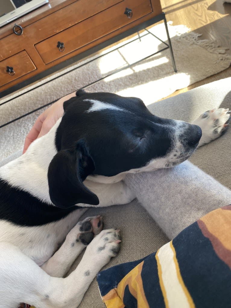 Pepper, a Catahoula Leopard Dog and American Pit Bull Terrier mix tested with EmbarkVet.com