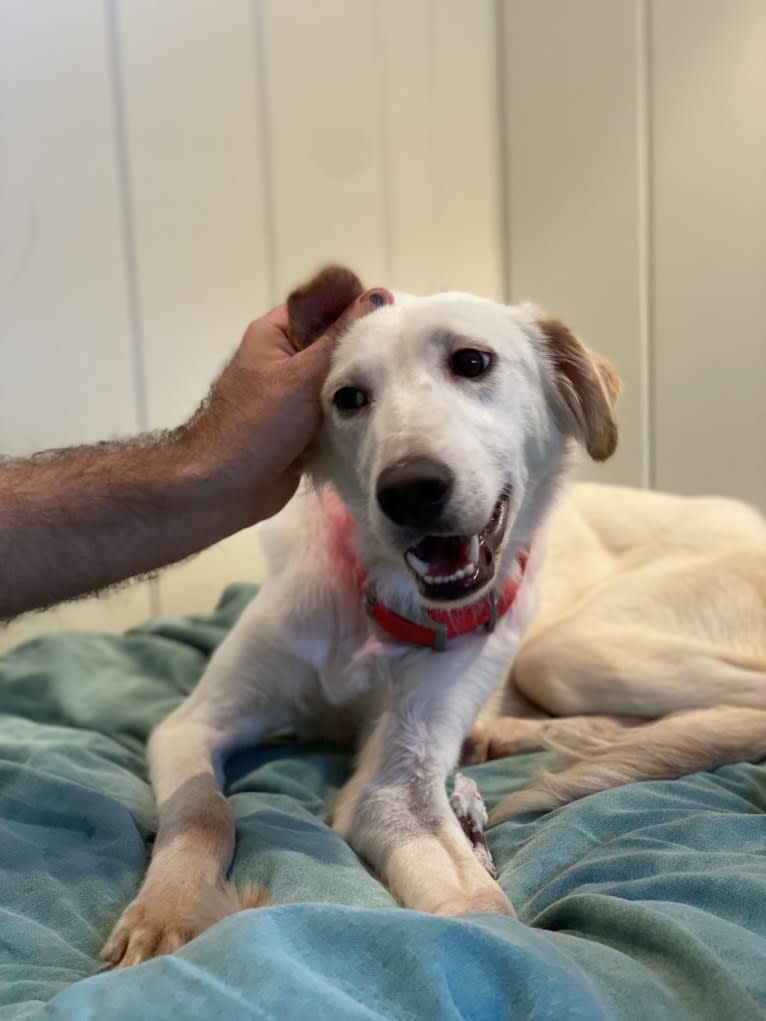 BASTI ARMANI, an Arabian Village Dog and Saluki mix tested with EmbarkVet.com