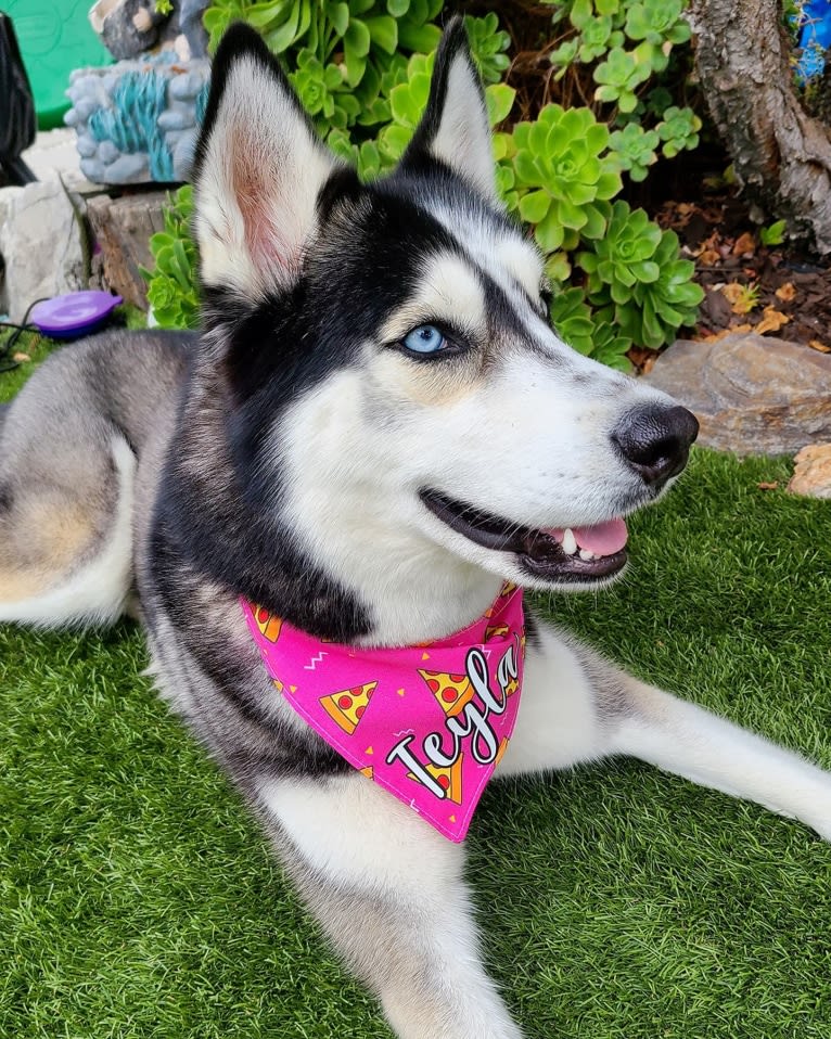 Teyla, a Siberian Husky tested with EmbarkVet.com