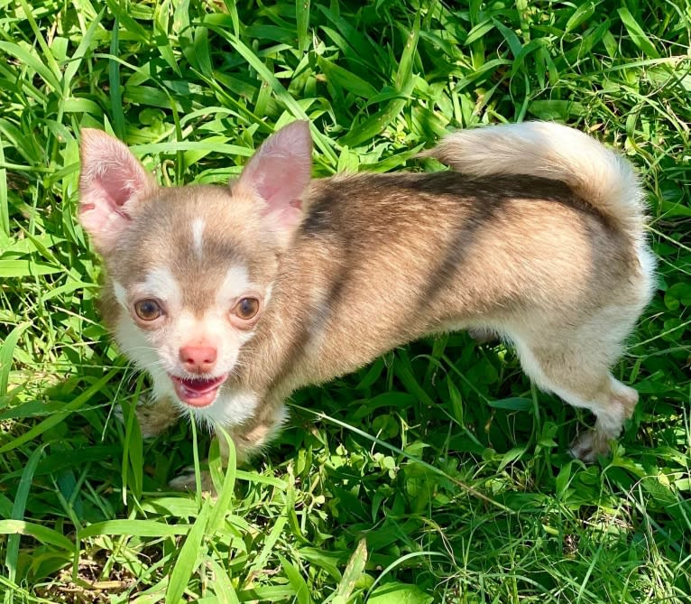 Wolf, a Chihuahua tested with EmbarkVet.com