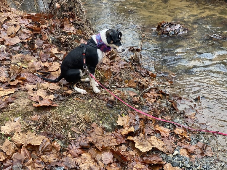 Ally, a Russell-type Terrier and American Pit Bull Terrier mix tested with EmbarkVet.com