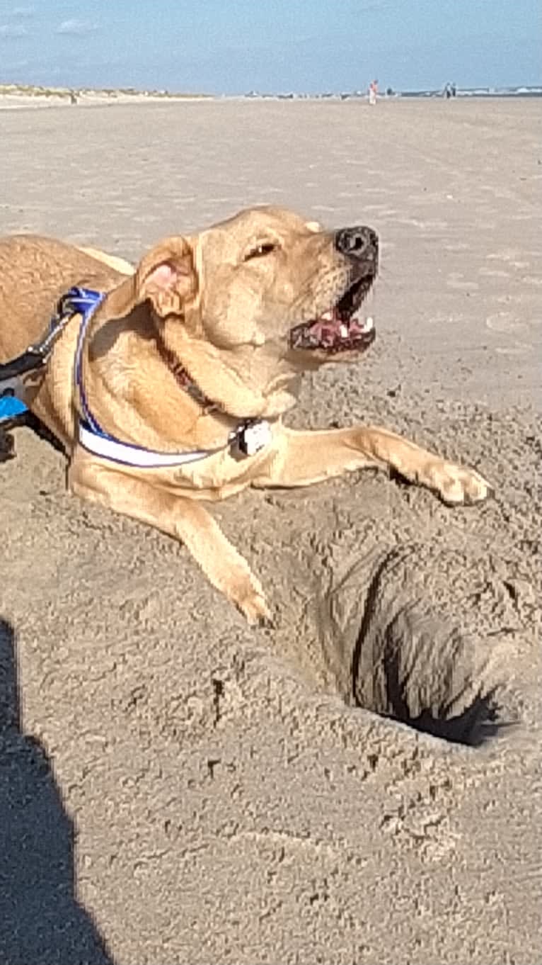 Willie Kirsch, a Labrador Retriever and American Pit Bull Terrier mix tested with EmbarkVet.com