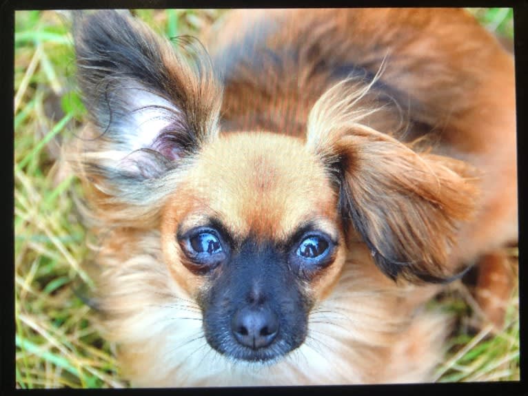 Finn, a Chihuahua and Dachshund mix tested with EmbarkVet.com