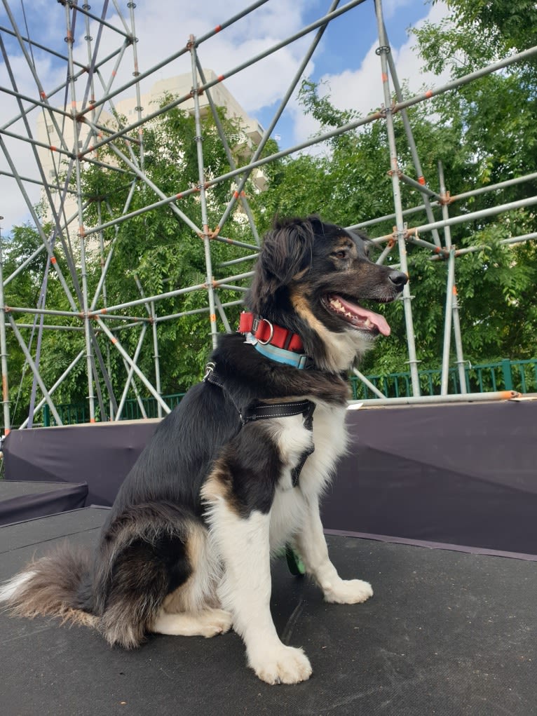 Baloo, an Arabian Village Dog tested with EmbarkVet.com