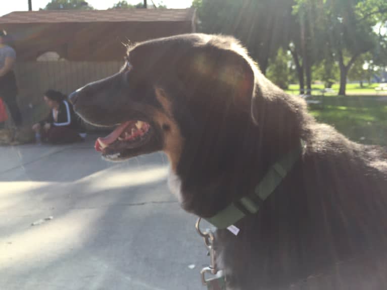 Hudson, a Catahoula Leopard Dog and German Shepherd Dog mix tested with EmbarkVet.com