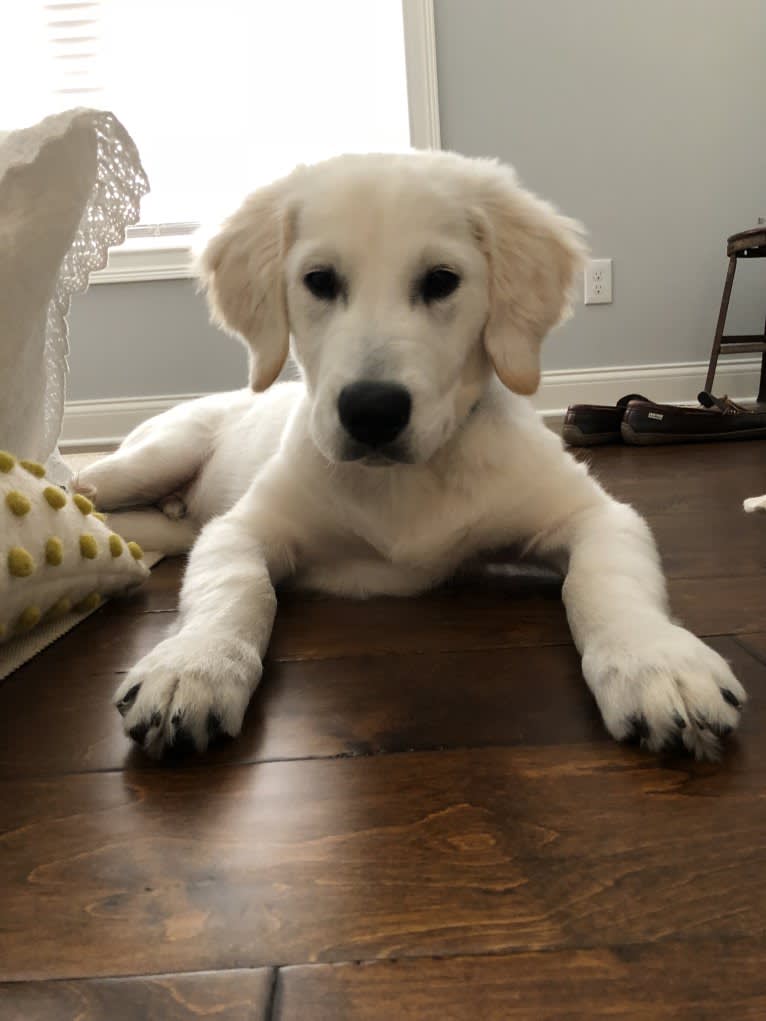 Hudson Gene Dement, a Golden Retriever tested with EmbarkVet.com