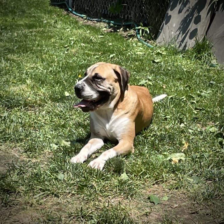 Whiskey Roux, an American Pit Bull Terrier and Bloodhound mix tested with EmbarkVet.com